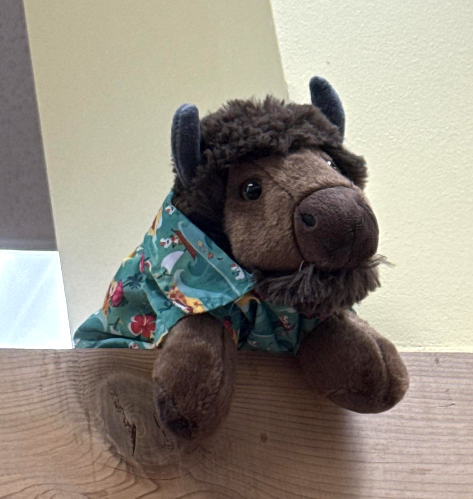 Lil Joe the Buffalo at Trader Joe's Buffalo, NY