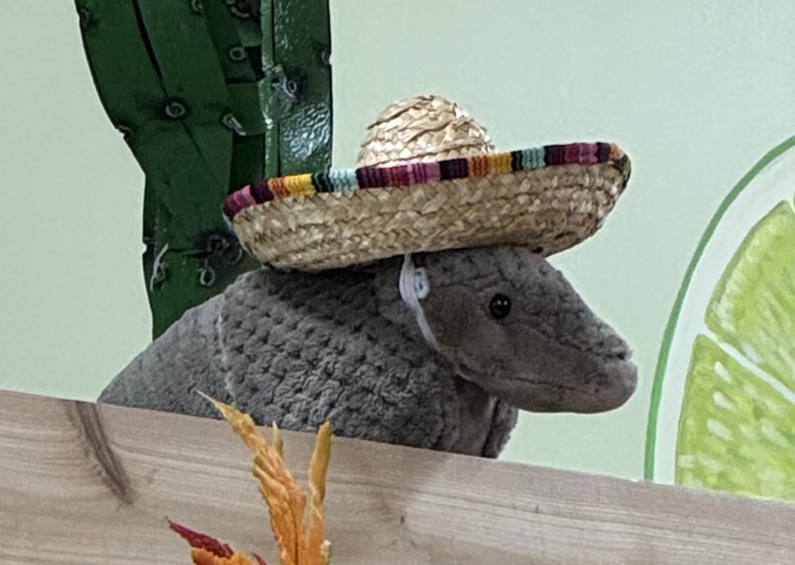 Dillon the Armadillo at Trader Joe's San Antonio — Huebner Oaks, TX