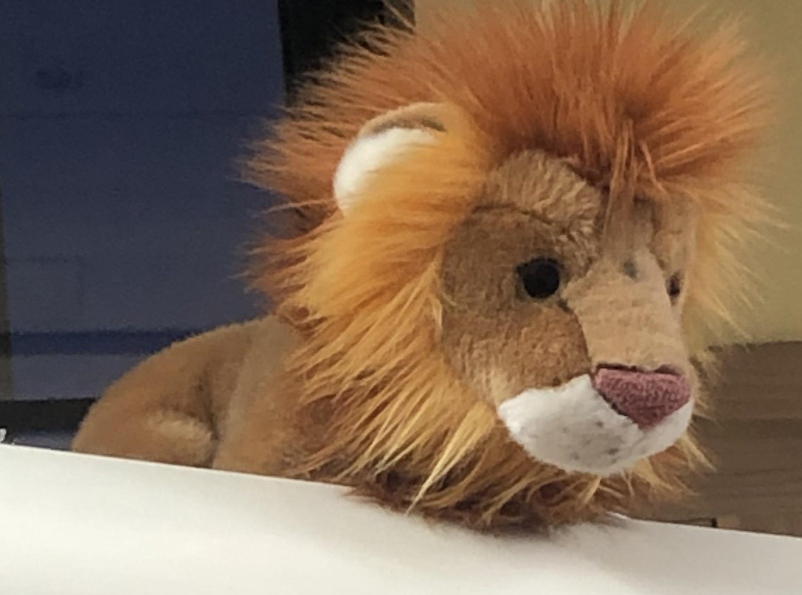 Clyde (TBC) the Lion at Trader Joe's Chicago — Clybourn Corridor, IL