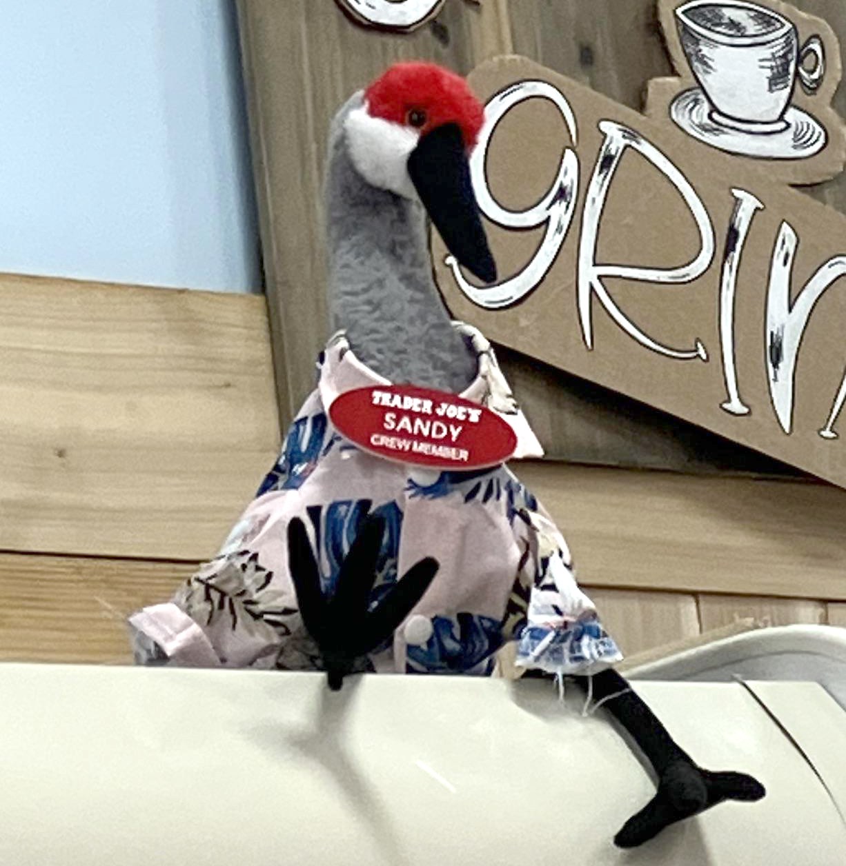 Sandy the Sandhill crane at Trader Joe's Bradenton, FL