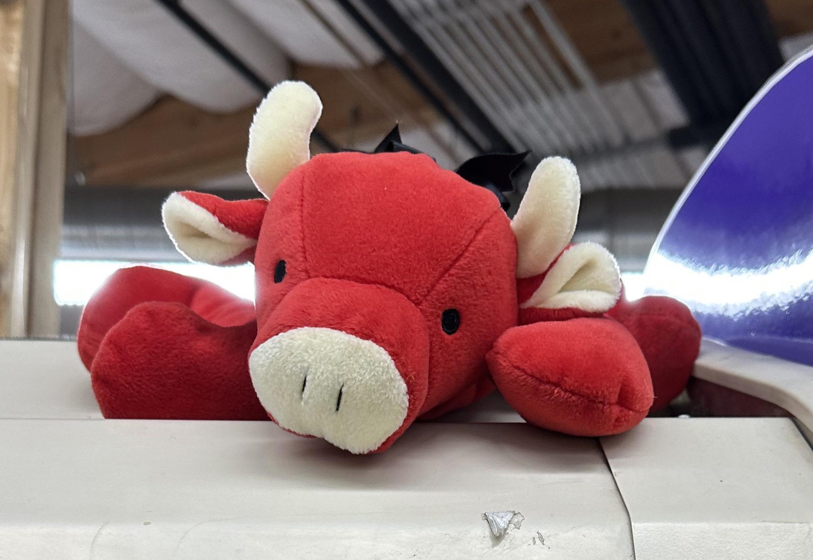 Morgan the Bull at Trader Joe's Morgan Hill, CA