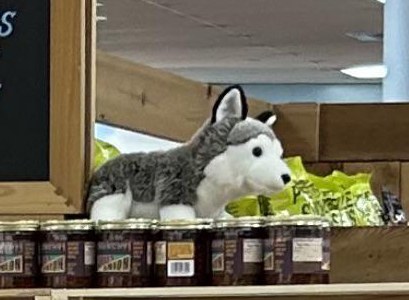 Jonathan the Husky at Trader Joe's West Hartford, CT