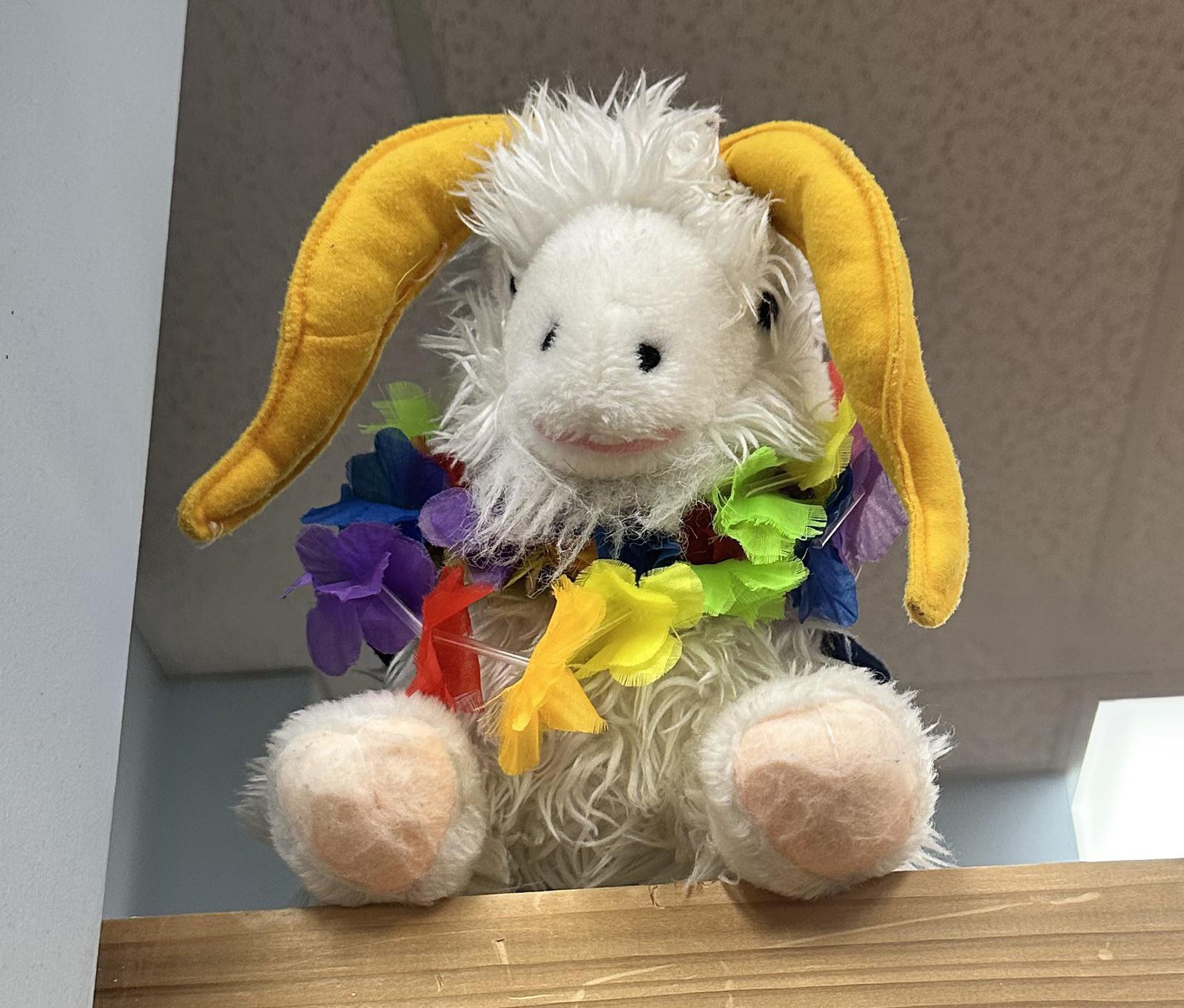 Bill the Goat at Trader Joe's Annapolis, MD