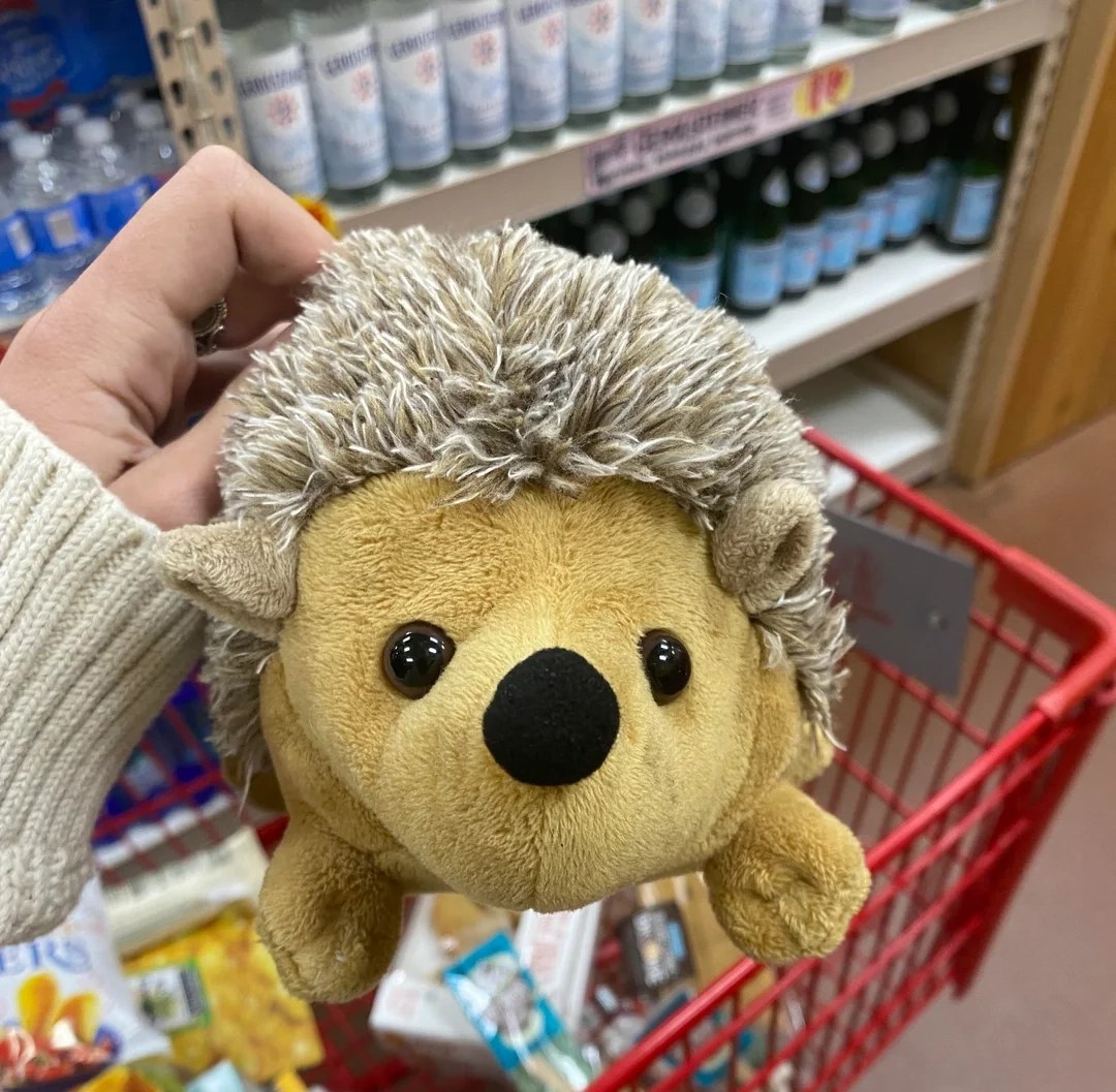 Cheddar the Hedgehog at Trader Joe's Denver — Hilltop, CO