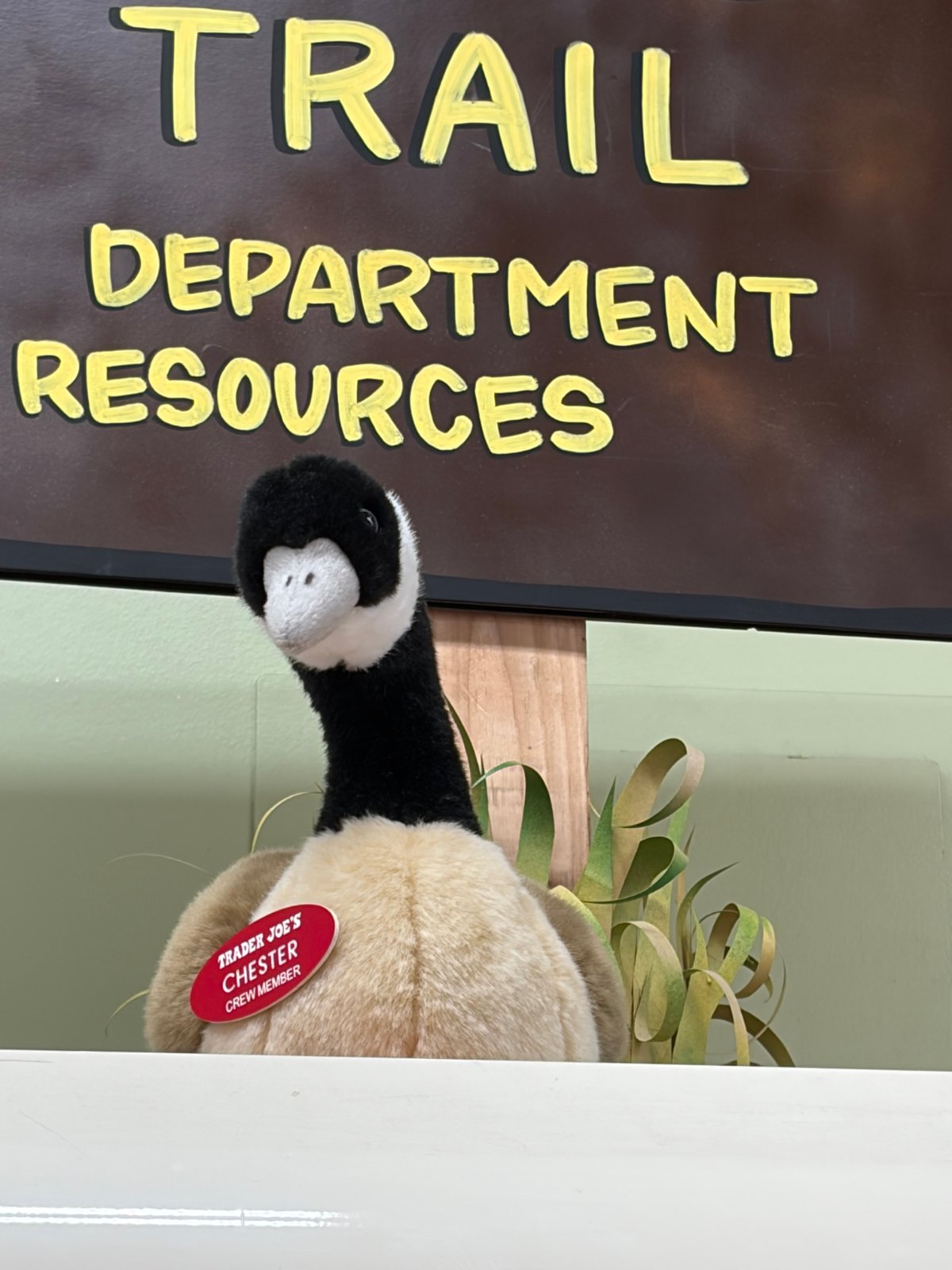 Chester the Goose at Trader Joe's Rochester